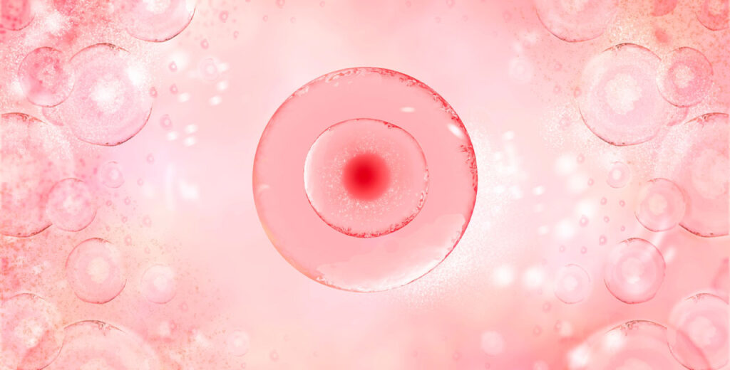egg cell
