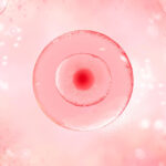 egg cell